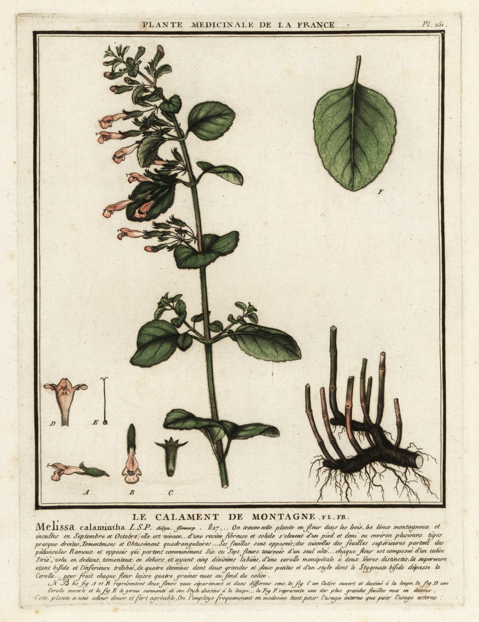 Lesser Calamint, Clinopodium nepeta by Unbekannter Künstler