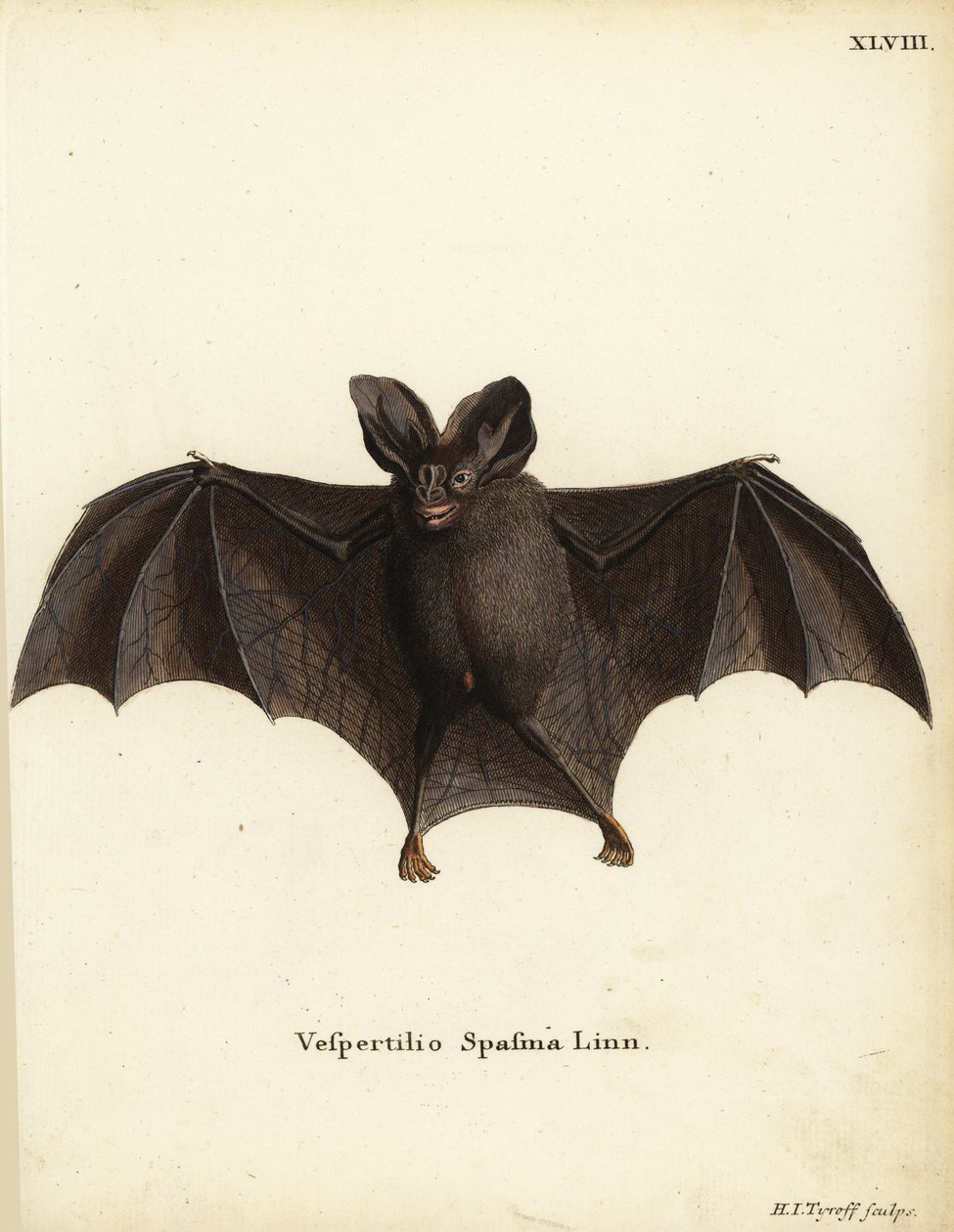 Lesser False Vampire Bat, Megaderma spasma. Vespertilio spasma Linn ...