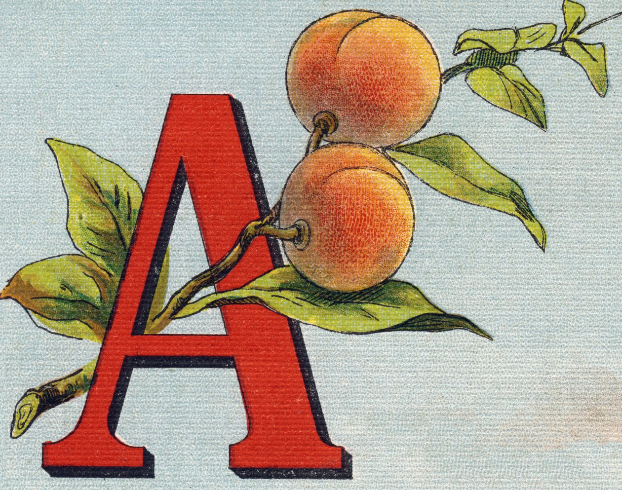 Letter A: apricot by Unbekannt