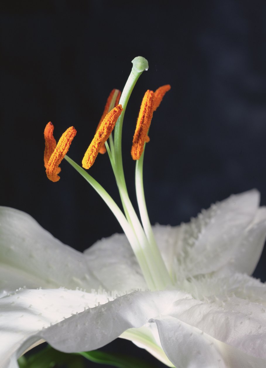 Lily Stamens, 2001 (photo) by Unbekannter Künstler