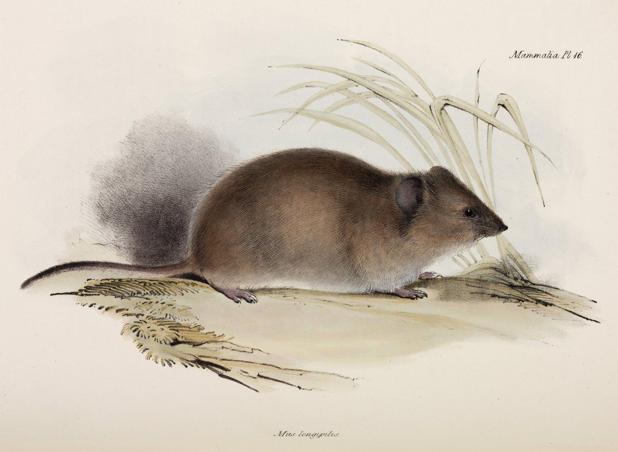 Long-haired or plague rat, Australia, c 1832-1836 by Unbekannter Künstler