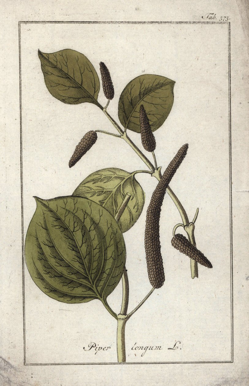 Long Pepper Dish, Piper longum by Unbekannter Künstler