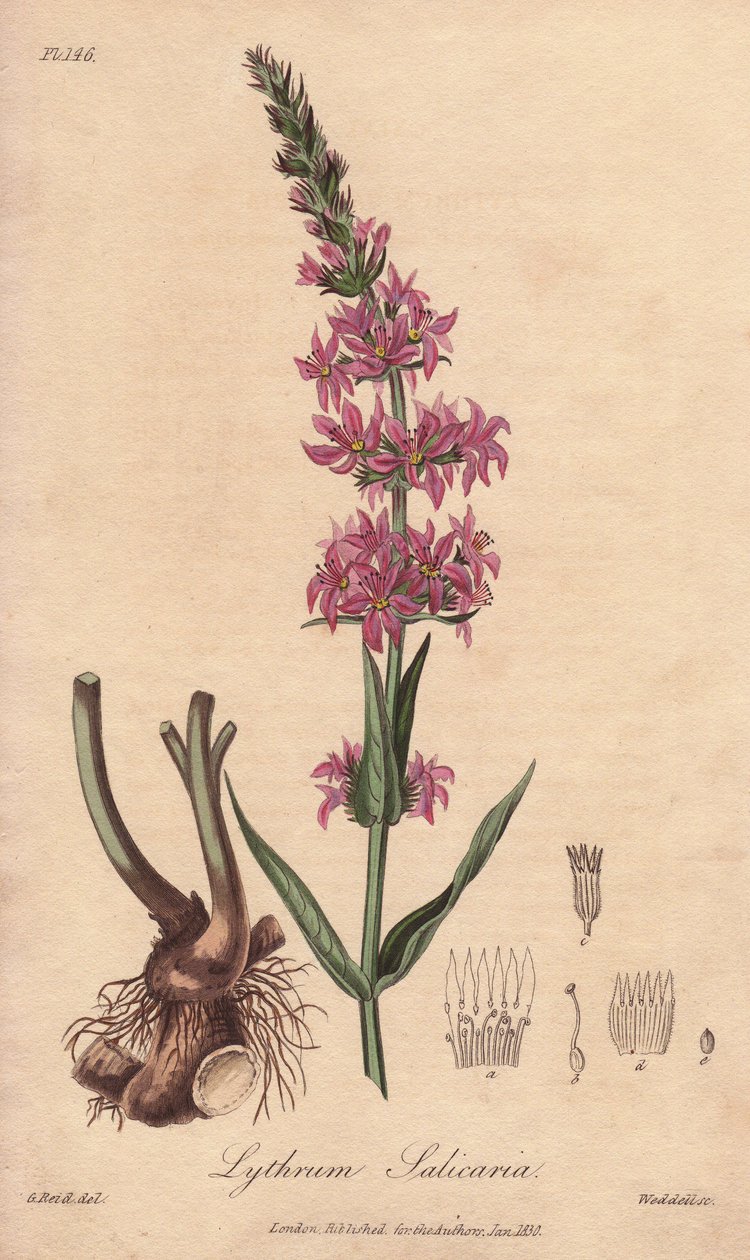 Loosestrife (Lythrum salicaria) - Strong water by William Clarke to illustrate Medical Botanical, Description of the Medicinal Plants of London, Edinburgh and Dublin by John Stephenson and James Morss Churchill by Unbekannter Künstler