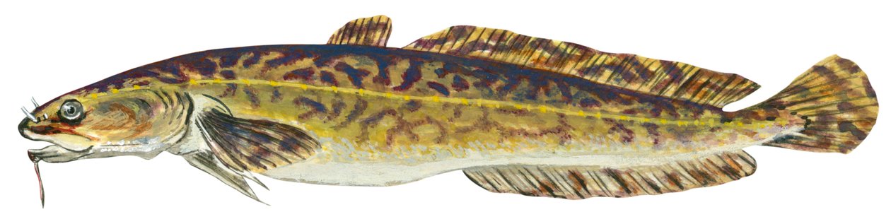 Burbot (Lota lota) by Unbekannter Künstler