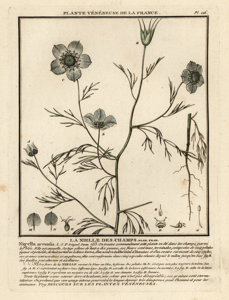 Love-in-a-Mist, Nigella Arvensis by Unbekannter Künstler