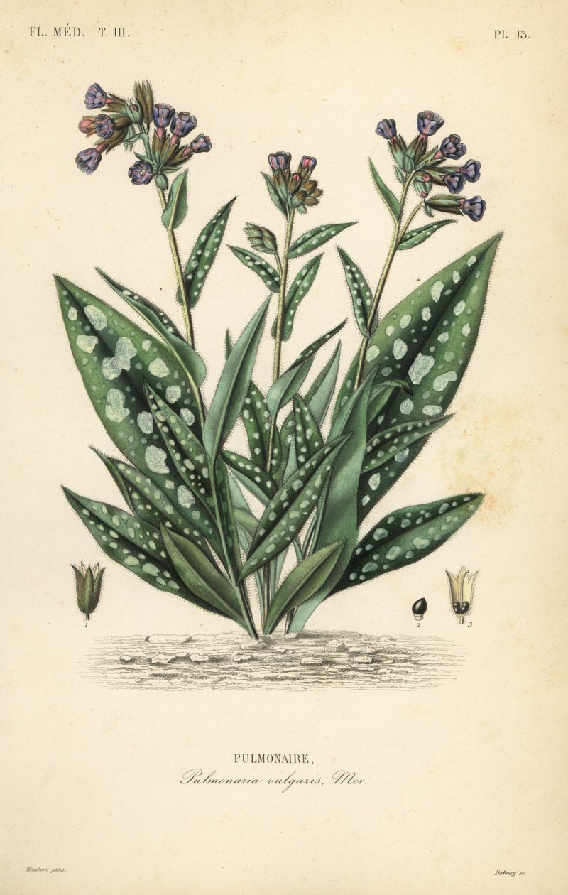 Lungwort, Pulmonaria officinalis, Pulmonaria vulgaris, Pulmonaire by Unbekannt