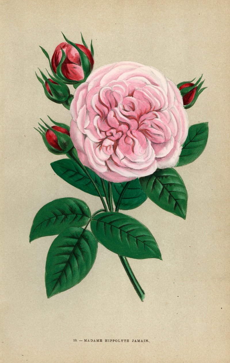Madame Hippolyte Jamain rose, hybrid raised by Monsieur Garcon of Rouen in 1871 and dedicated to the authors