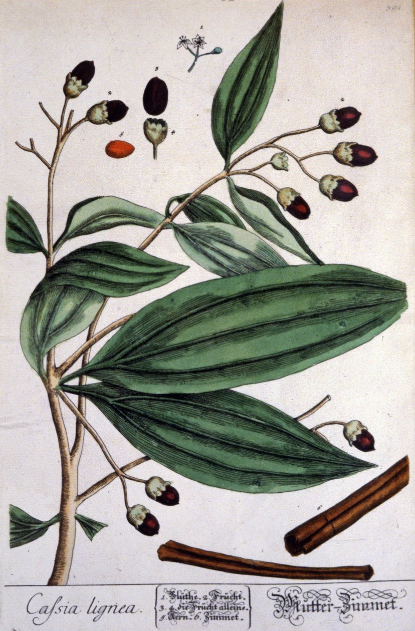 Malabar Cinnamon Plant by Unbekannter Künstler