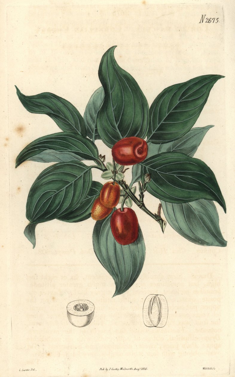 Male dogwood, branch with fruit by Unbekannter Künstler