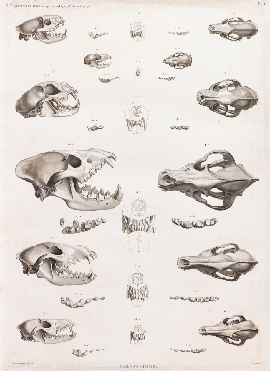 Mammals: Carnivore Skulls by Unbekannt