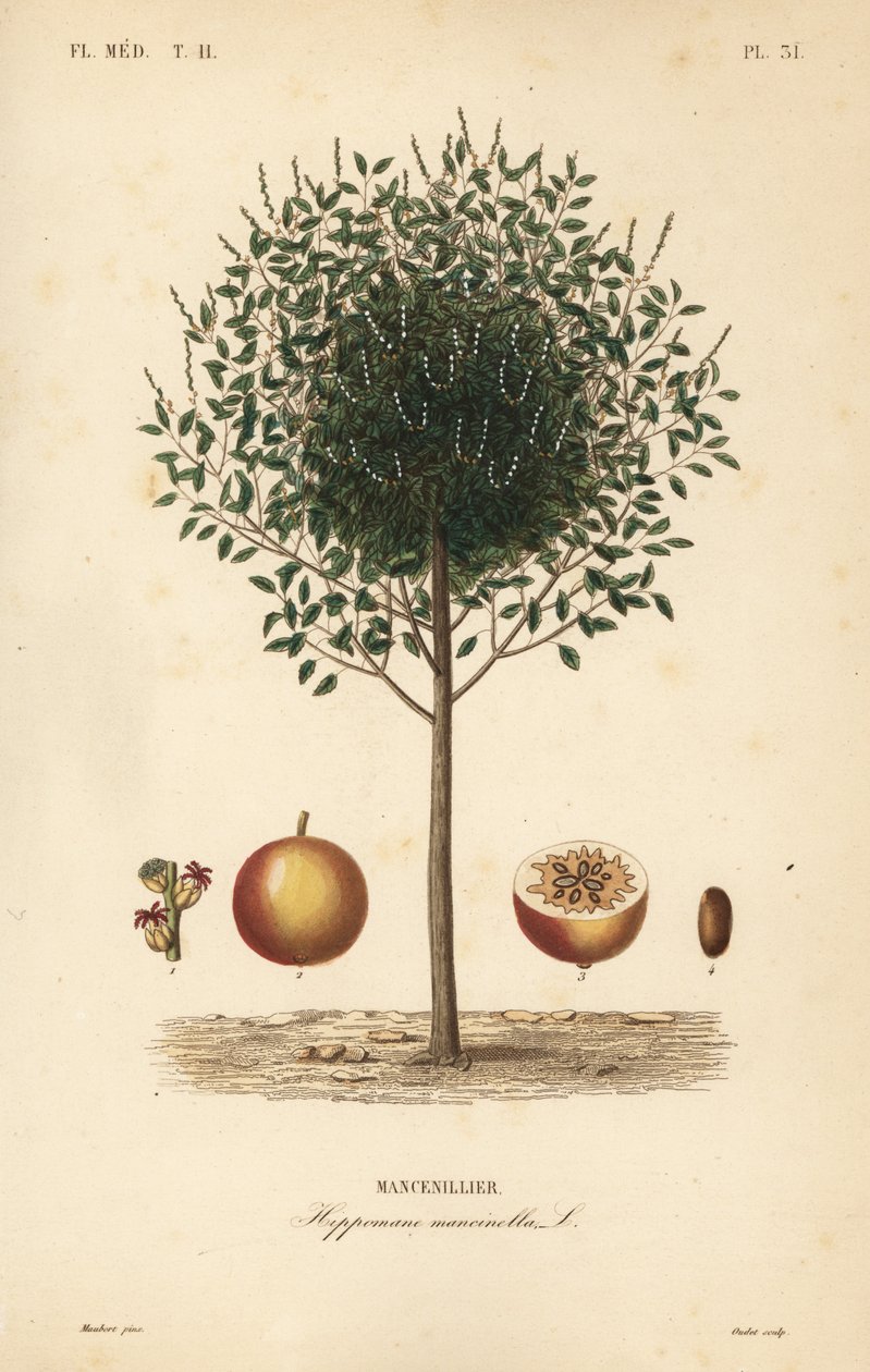 Manchineel or manchioneel tree by Unbekannt