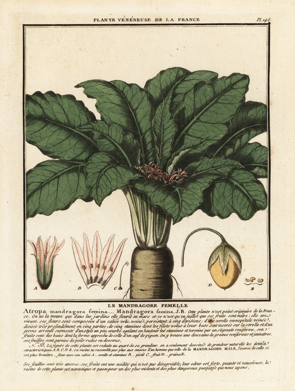 Mandrake, Mandragora officinarum by Unbekannter Künstler
