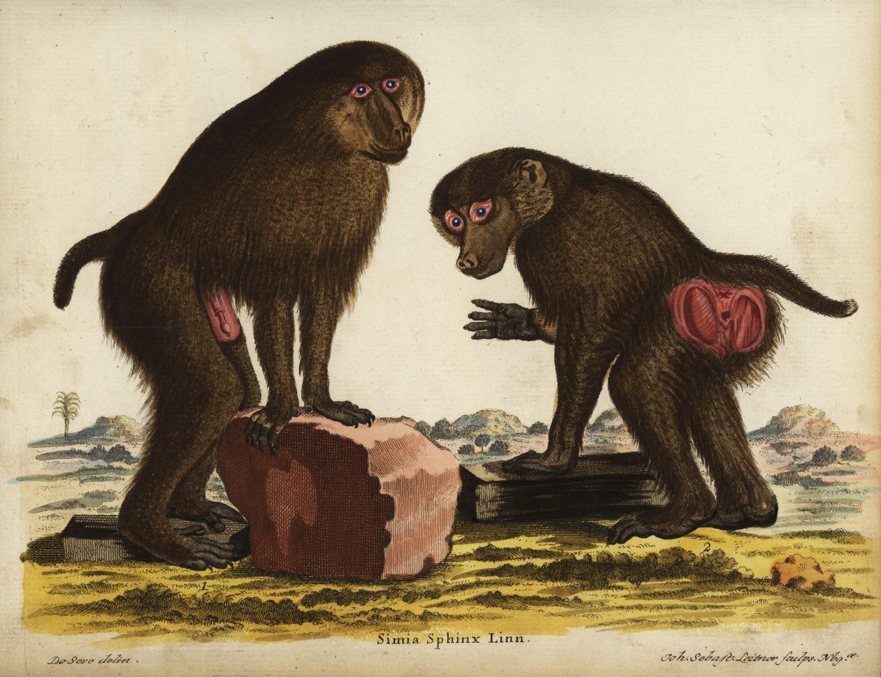 Mandrill, Mandrillus sphinx. Vulnerable. Simia sphynx Linn. Handcoloured copperplate engraving by Johann Sebastian Leitner after an illustration by Jacques de Seve from Johann Christian Daniel Schreber
