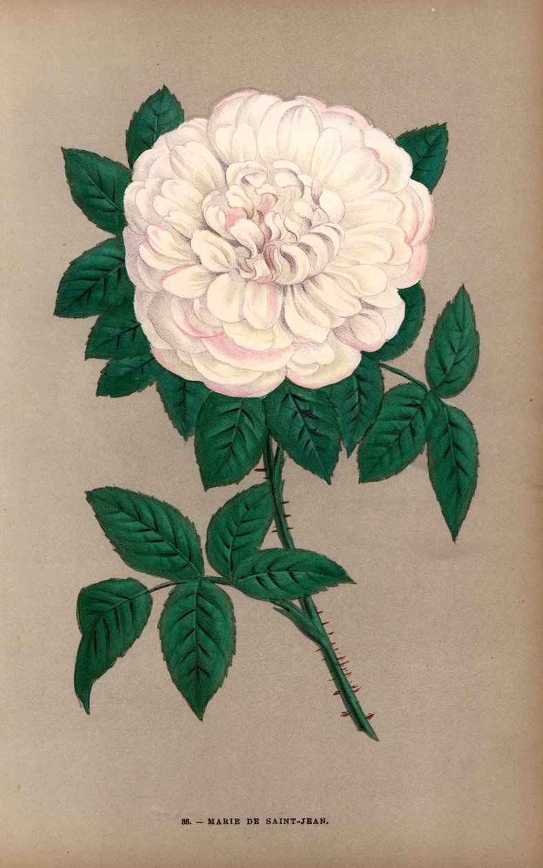 Marie de Saint-Jean Rose, Variety of the Portland Rose, Rosa Portlandica, Raised by Monsieur Damaizin in Lyon in 1869. Chromolithograph Drawn and Lithographed After Nature by F. Grobon from Hippolyte Jamain and Eugene Forney