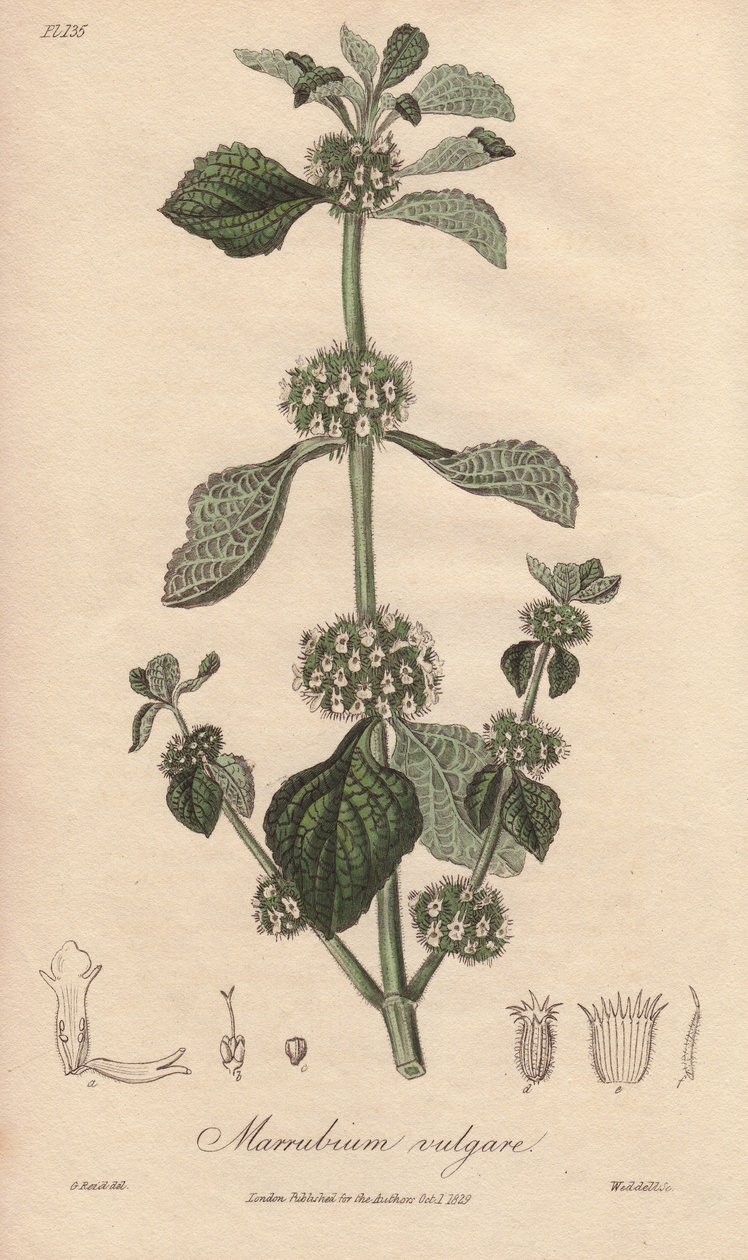 Marrubium vulgare (Marrubium vulgare) - Strong water by William Clarke to illustrate Medical Botanical, Description of the Medicinal Plants of London, Edinburgh and Dublin by John Stephenson and James Morss Churchill by Unbekannter Künstler