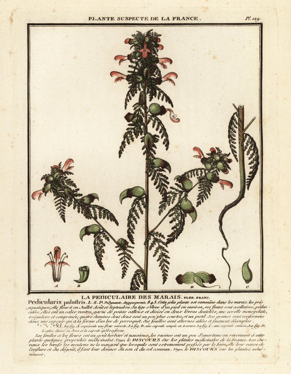 Marsh lousewort, Pedicularis palustris by Unbekannter Künstler