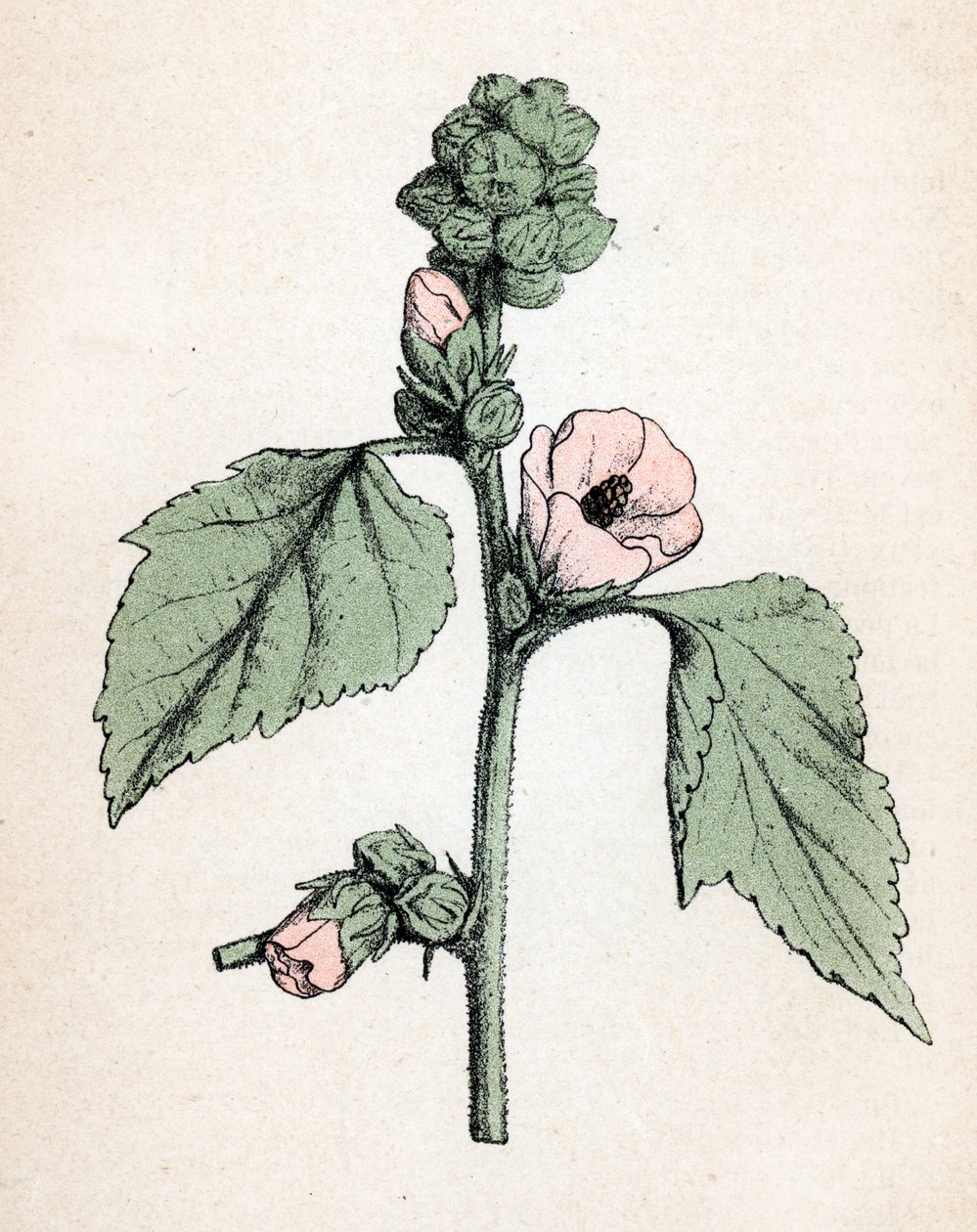 Marshmallow Officinale by Unbekannter Künstler