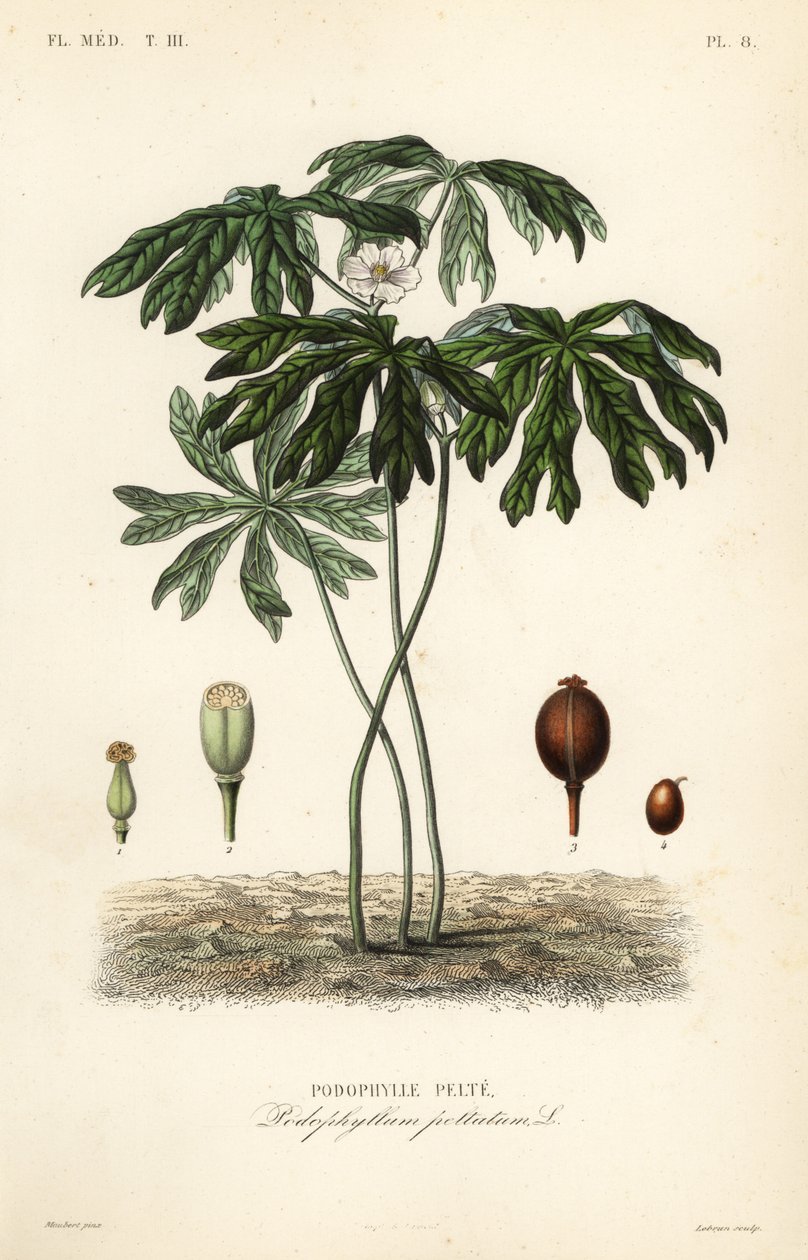 Mayapple or American mandrake, Podophyllum peltatum, Podophylle pelte by Unbekannt