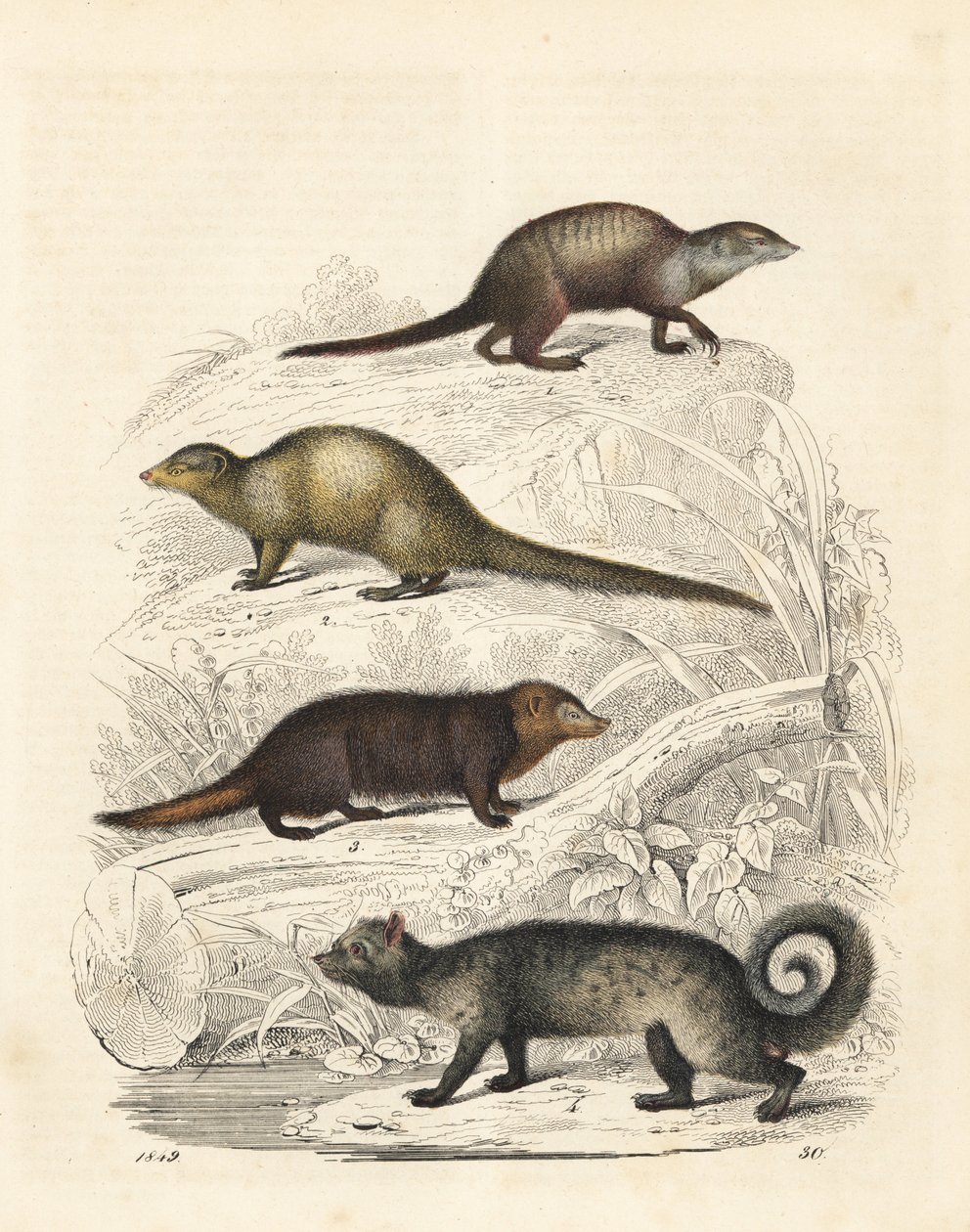 Meerkat, Indian Grey Mongoose, Common Kusimanse, and Asian Palm Civet. Handcoloured Lithograph from Carl Hoffmann