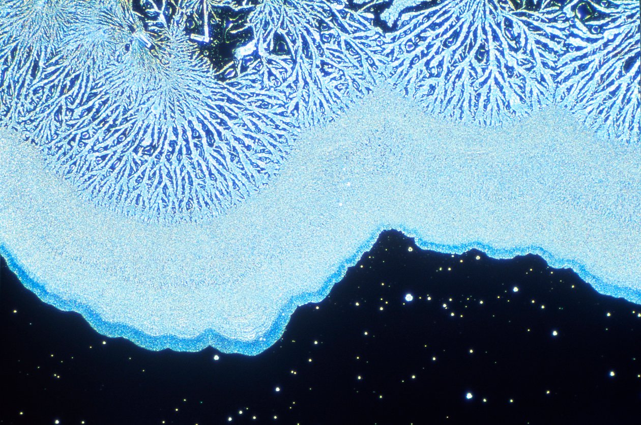 Micrographs (Light) Colloidal silica, light micrograph by Unbekannt