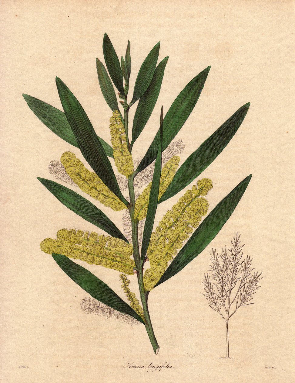 Mimosas Caterpillar (Acacia longifolia), Illustration by R. Mills by Unbekannter Künstler