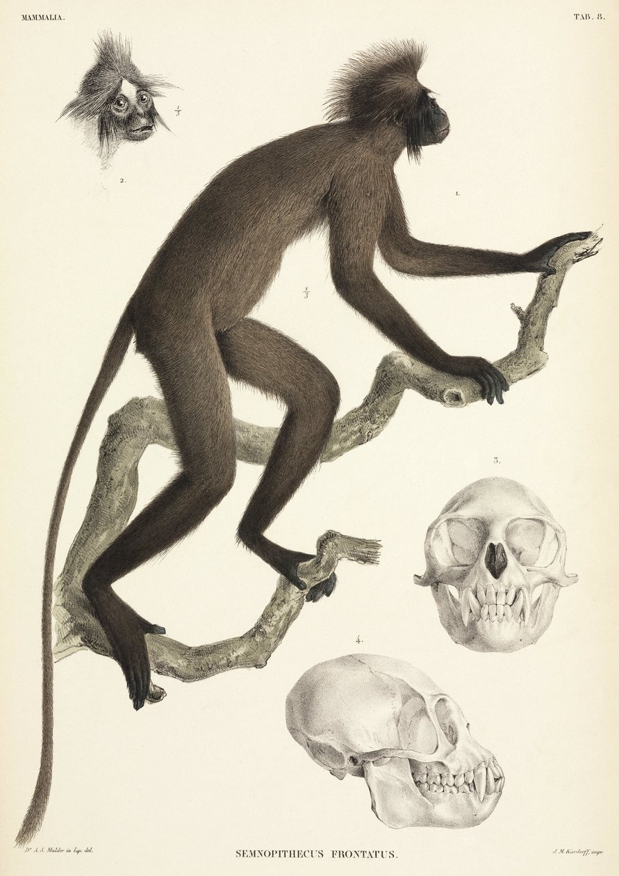 Monkey and skull details, Sumatra, Indonesia by Unbekannt