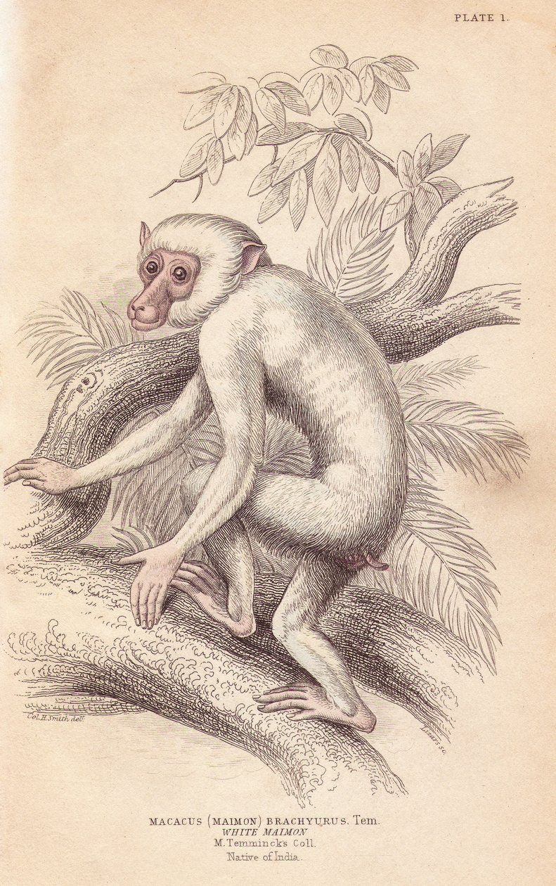Moor macaque, Macaca maura (Macacus maimon brachyurus). White maimon, believed to be an albino juvenile. Handcoloured steel engraving from William Jardine