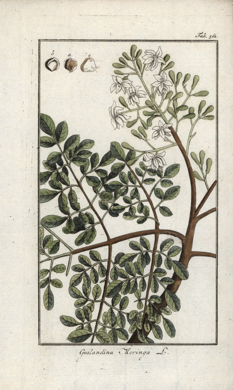 Moringa, Moringa oleifera by Unbekannter Künstler
