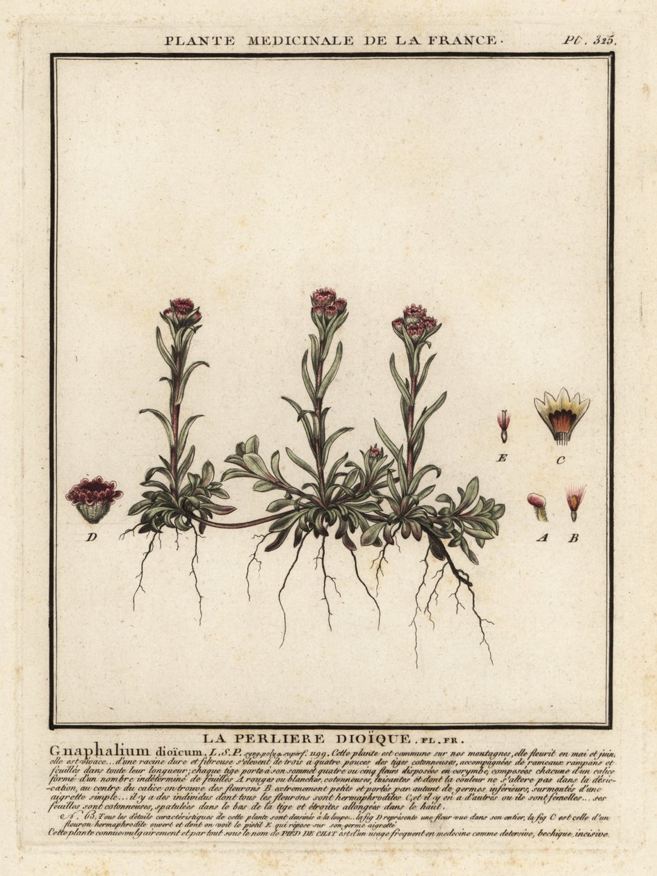 Mountain Everlasting, Antennaria Dioica by Unbekannter Künstler