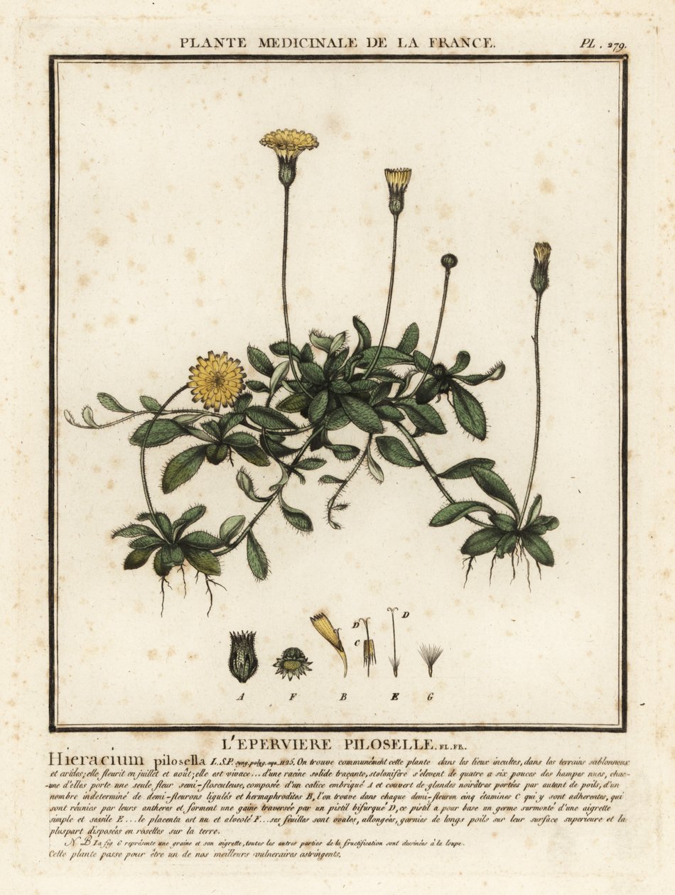 Mouse-ear Hawkweed, Pilosella Officinarum by Unbekannter Künstler