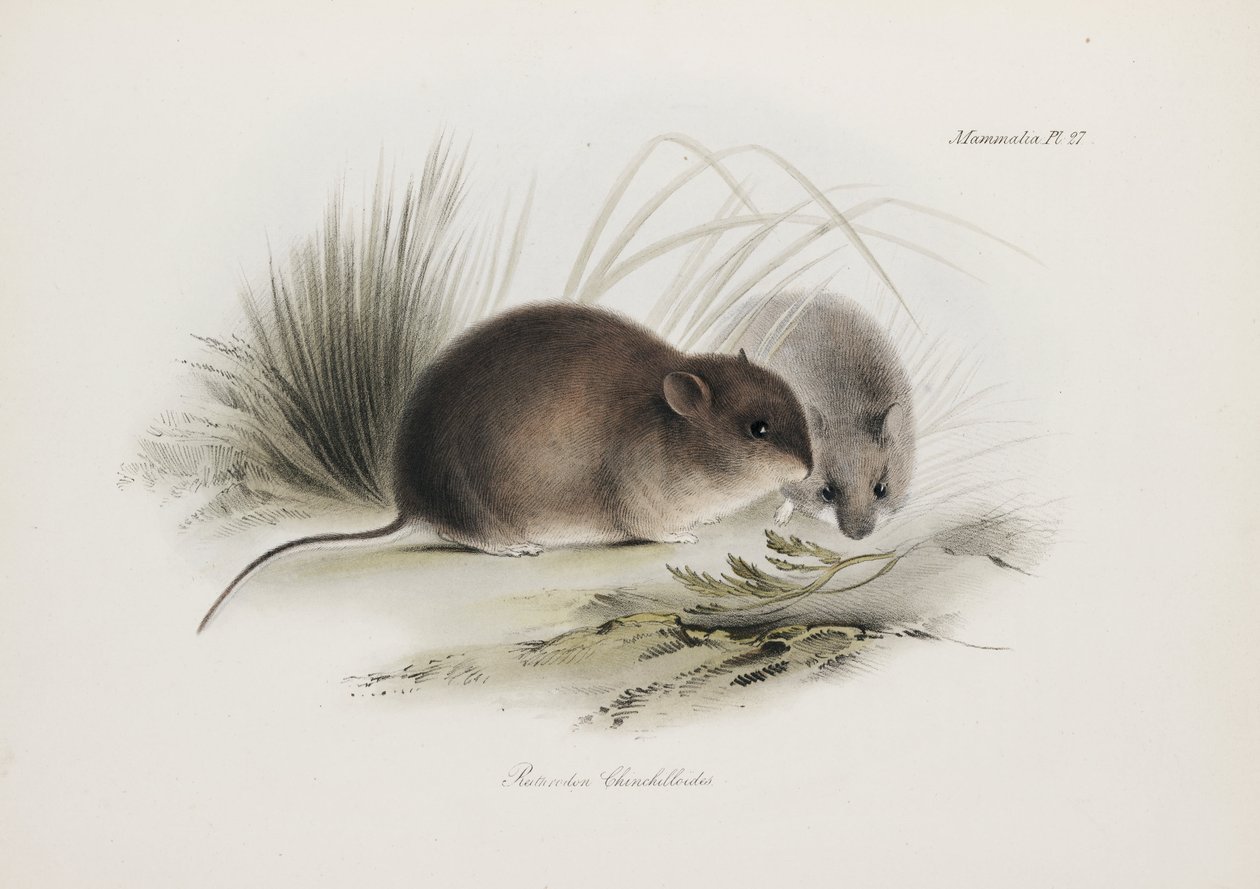 Mouse, Tierra del Fuego, South America, c. 1832-1836 by Unbekannter Künstler