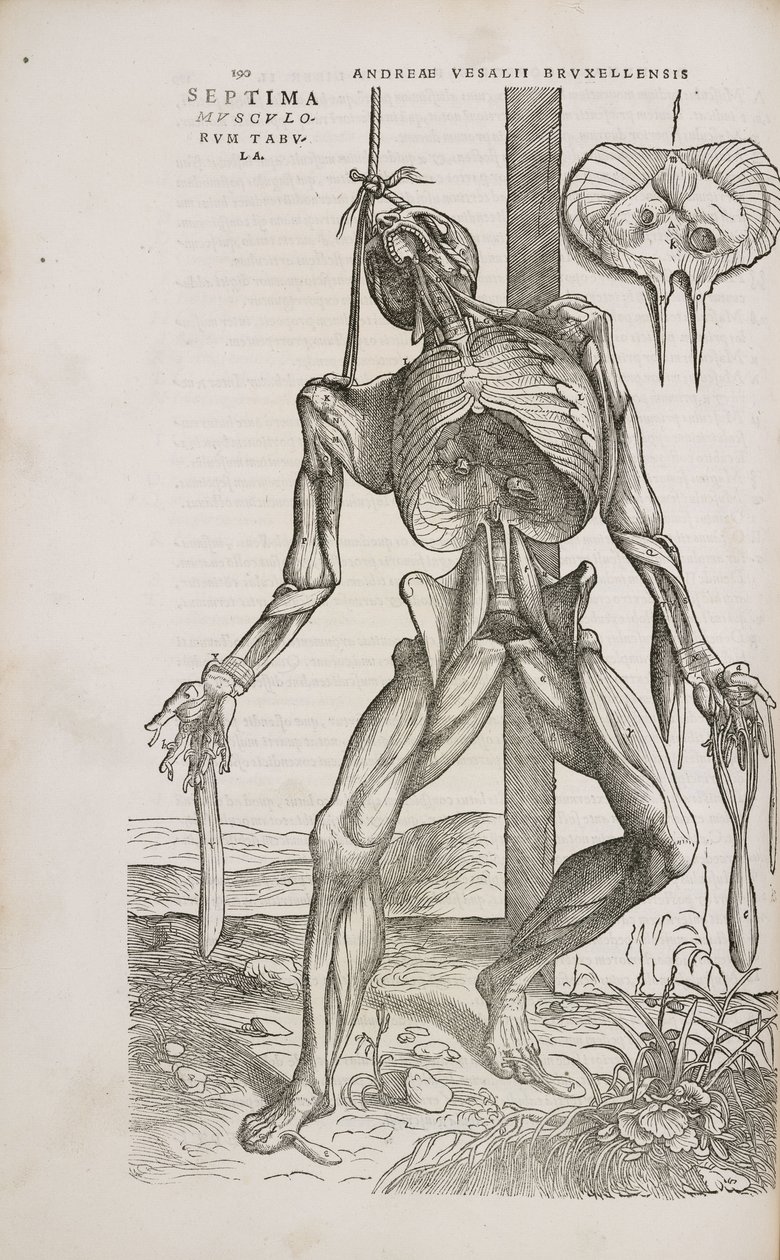 Front view of the deeper muscles of the male human body by Unbekannt