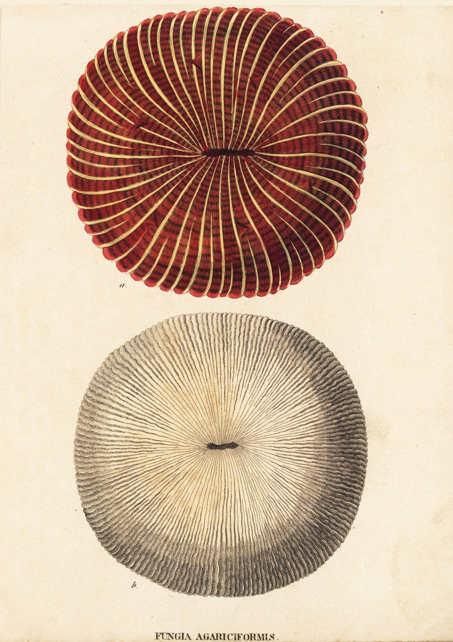 Mushroom coral, Fungia fungites. Handcoloured steel engraving from Georg Friedrich Treitschke