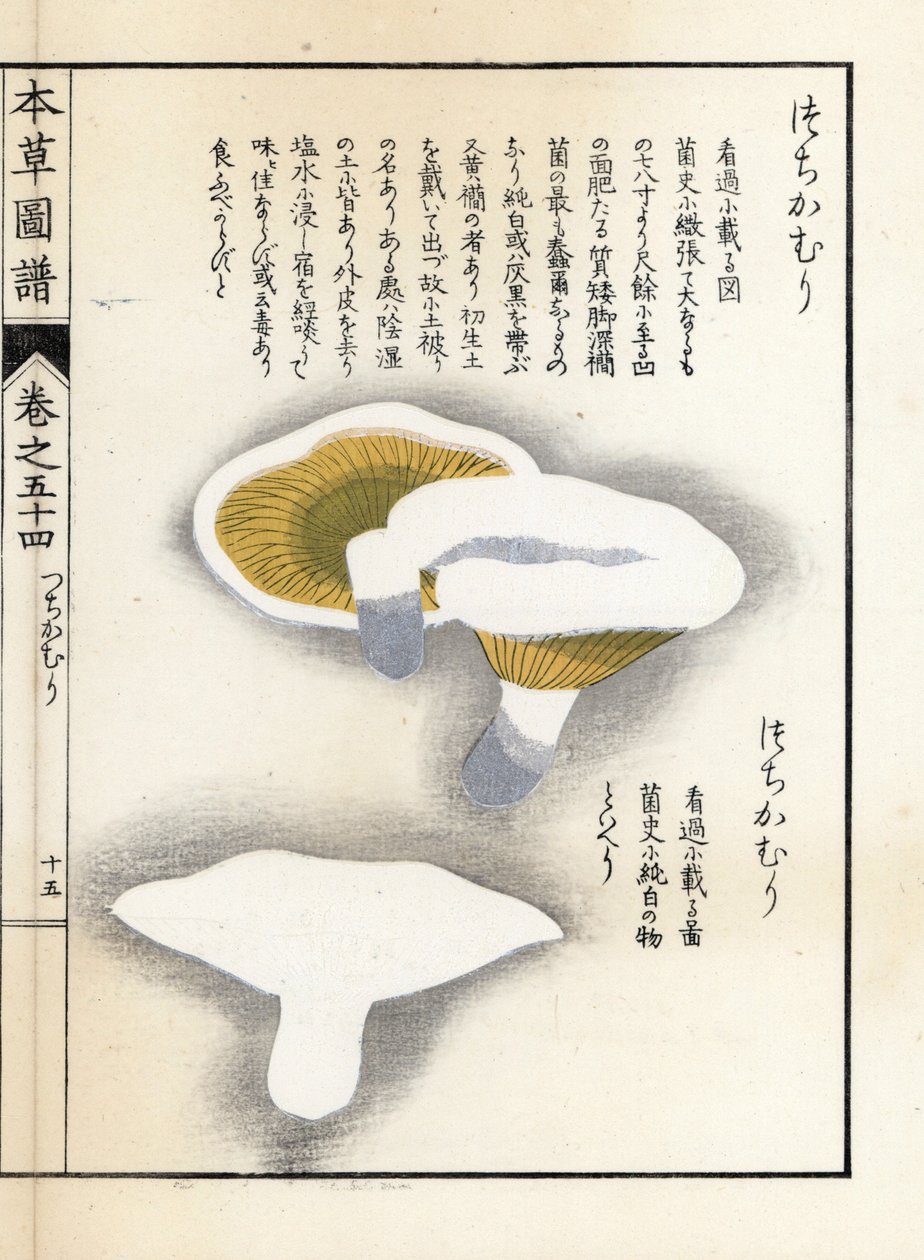 Mushrooms: milk pepper by Unbekannter Künstler