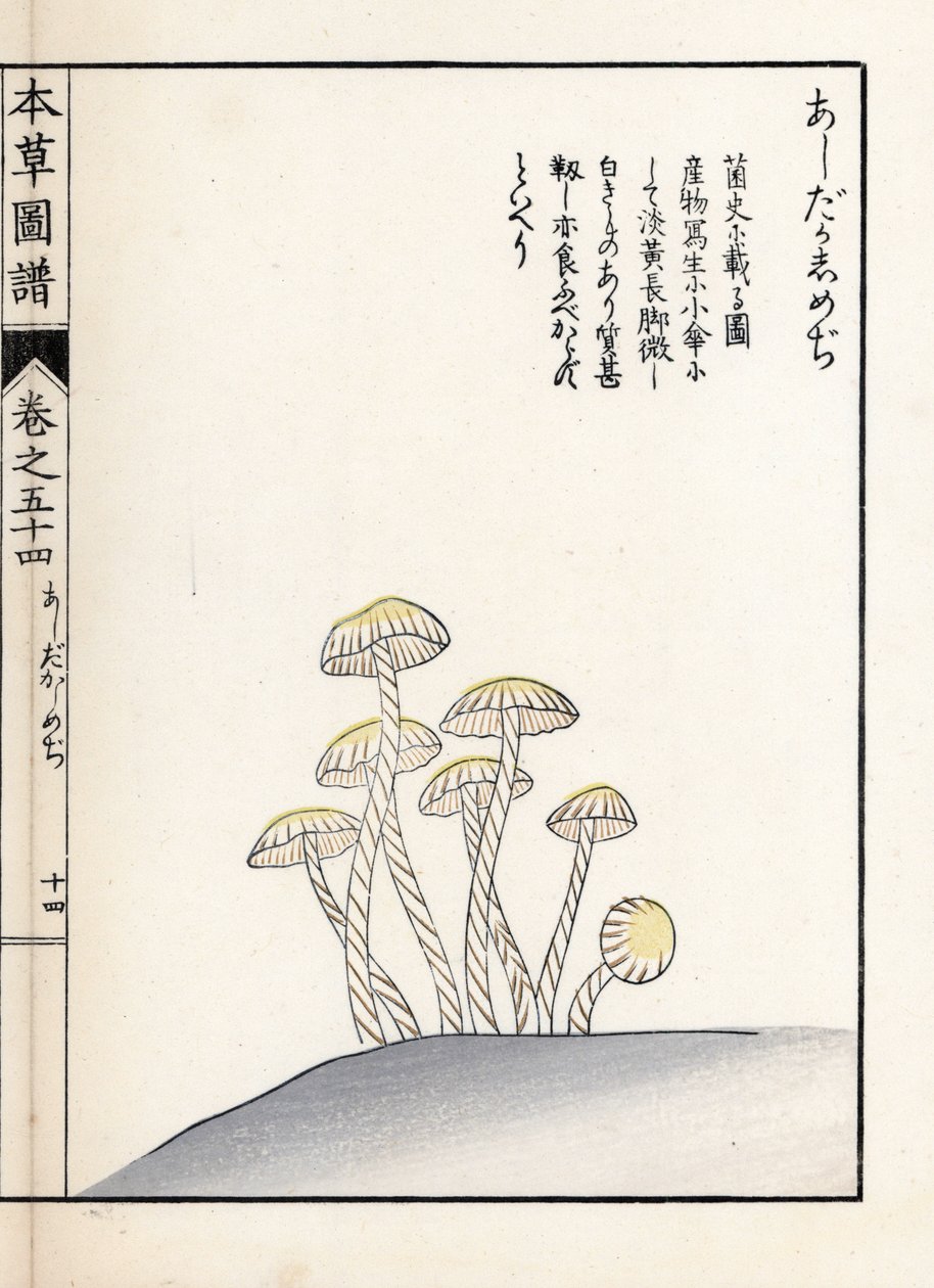 Mushrooms: Shimeji Ashitaka. Japanese Print by Kanen Iwasaki from Honzo Zufu, Illustrative Guide to Medicinal Plants by Unbekannter Künstler