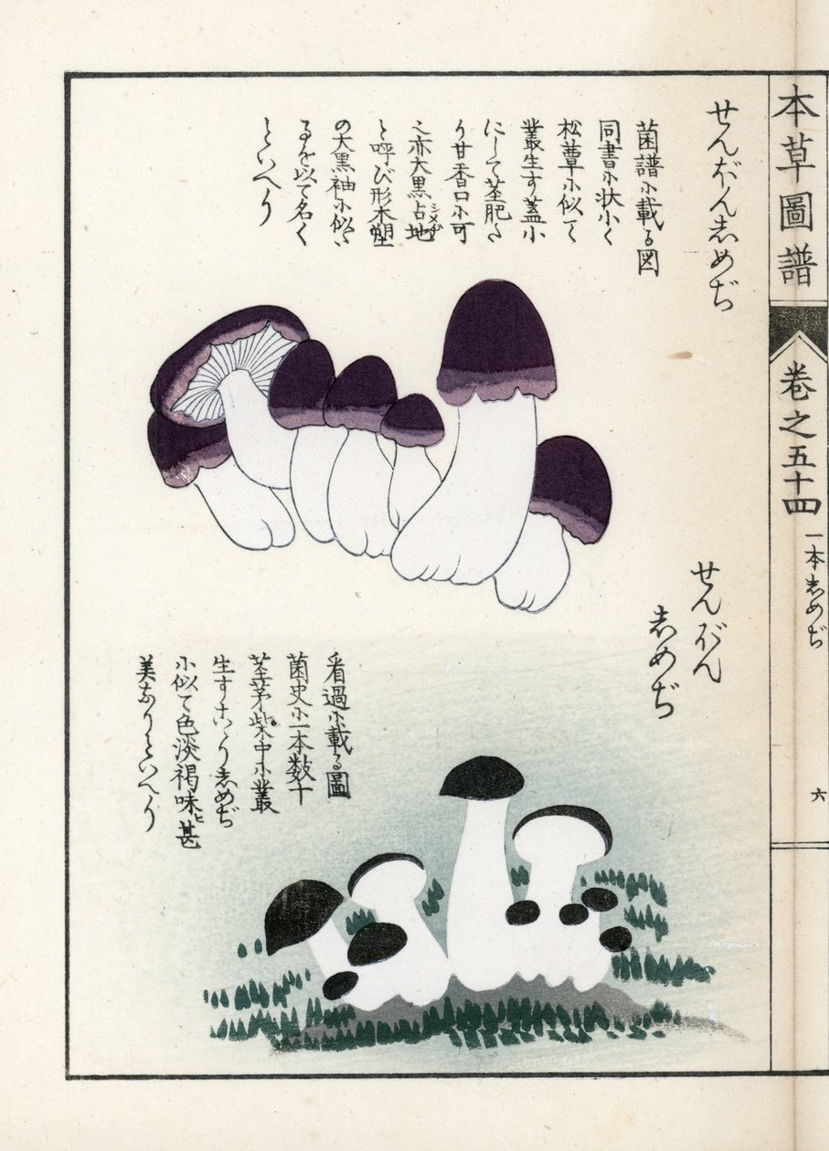 Mushrooms: Varieties of Shimeji (Edible). Japanese Print by Kanen Iwasaki from Honzo Zufu, Illustrative Guide to Medicinal Plants by Unbekannter Künstler