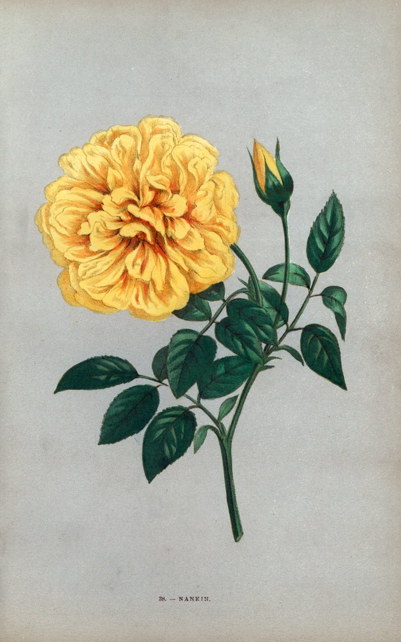 Nanjing rose, yellow variety of the tea rose raised by Monsieur Ducher at Lyon in 1871. Chromolithograph drawn and lithographed after nature by F. Grobon from Hippolyte Jamain and Eugene Forney