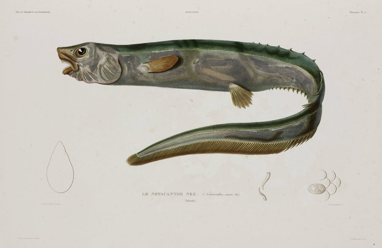 Natacanthus Nasus, Iceland, Early 19th Century by Unbekannter Künstler