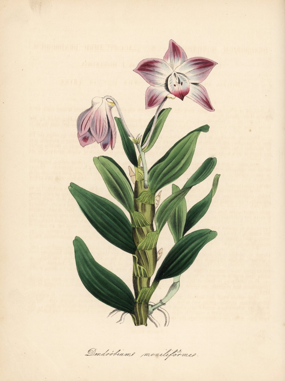 Necklace-stemmed dendrobium or sekikoku orchid, Dendrobium moniliforme. Handcoloured zincograph by C. Chabot drawn by Miss M. A. Burnett from her Plantae Utiliores: or Illustrations of Useful Plants, Whittaker, London by Unbekannter Künstler