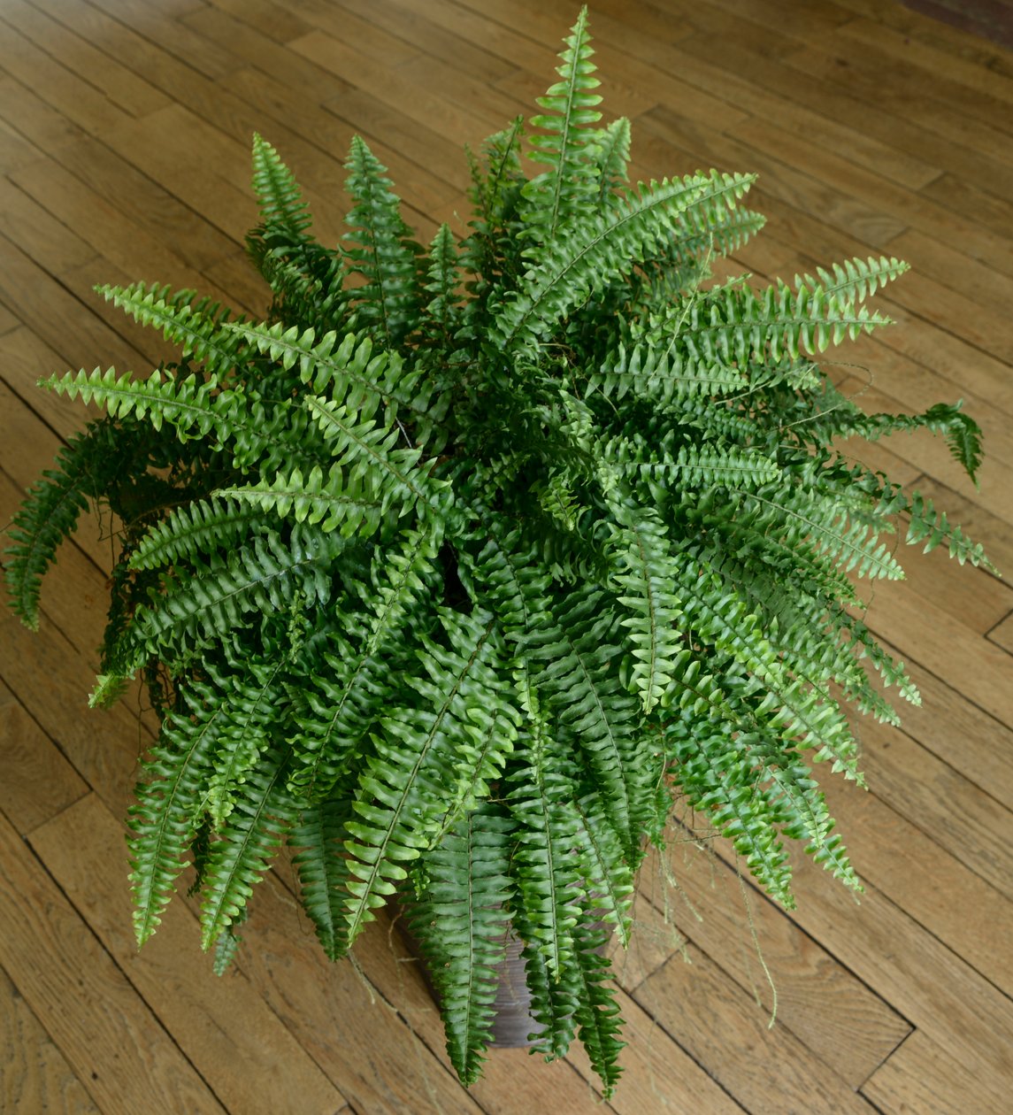 Nephrolepis Exaltata, Fern in a House by Benjamin Baud