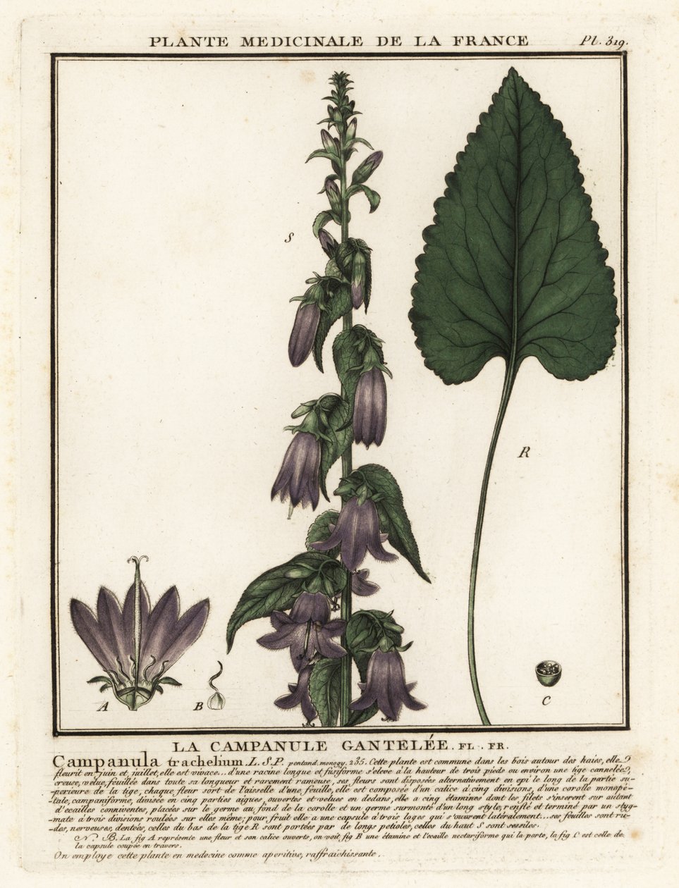 Nettle-leaved bellflower by Unbekannter Künstler