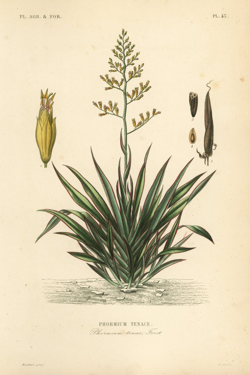 New Zealand flax or harekeke, Phormium tenax by Unbekannt