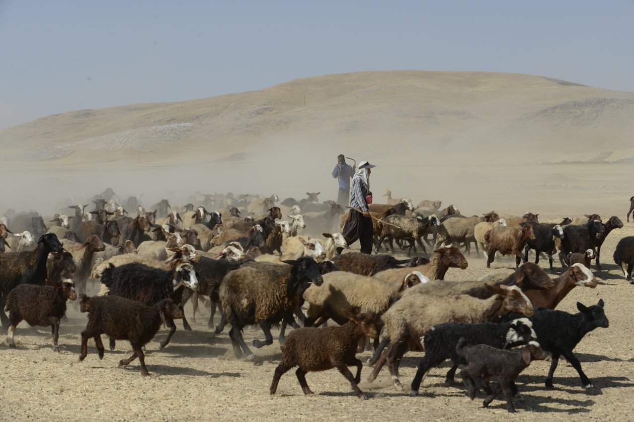 Nomadic Tents Between Tamar and Ashkhaneh, Iran 2022 by Unbekannter Künstler