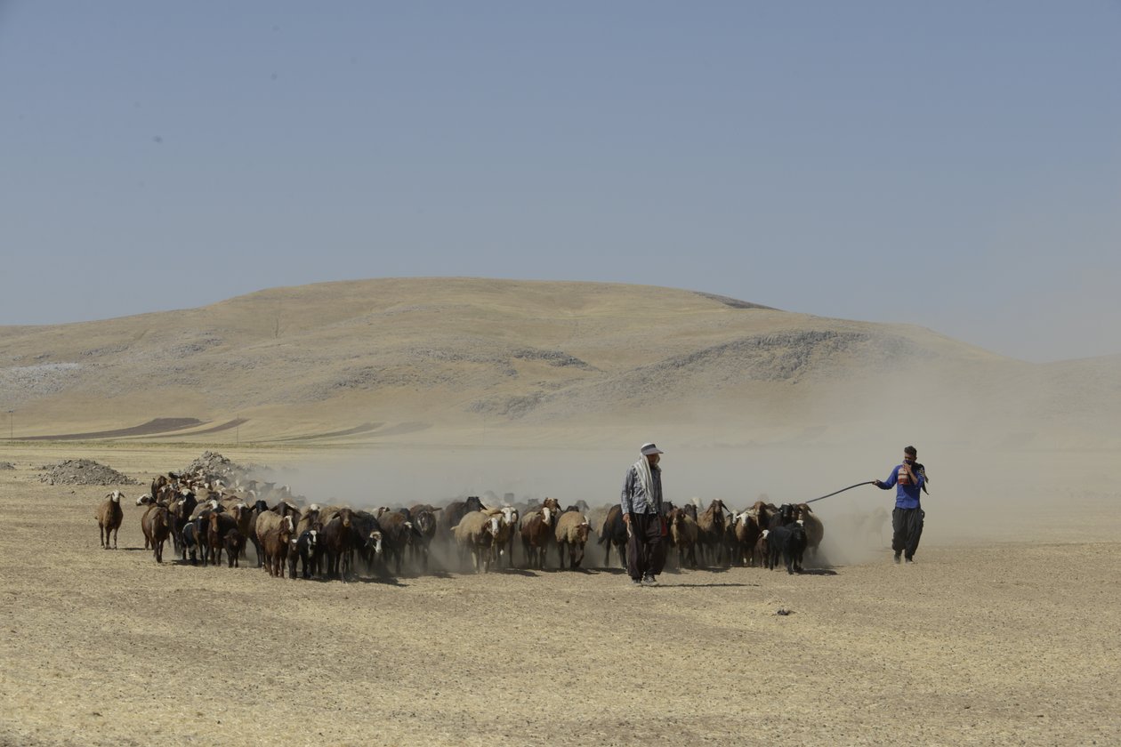 Nomadic Tents Between Tamar and Ashkhaneh, Iran 2022 by Unbekannter Künstler