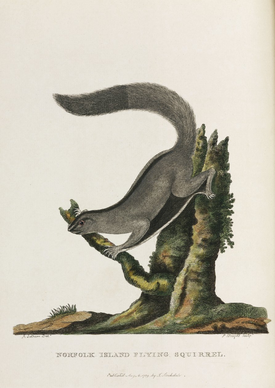 Norfolk Island Flying Squirrel, Australia, c. 1788 by Unbekannter Künstler