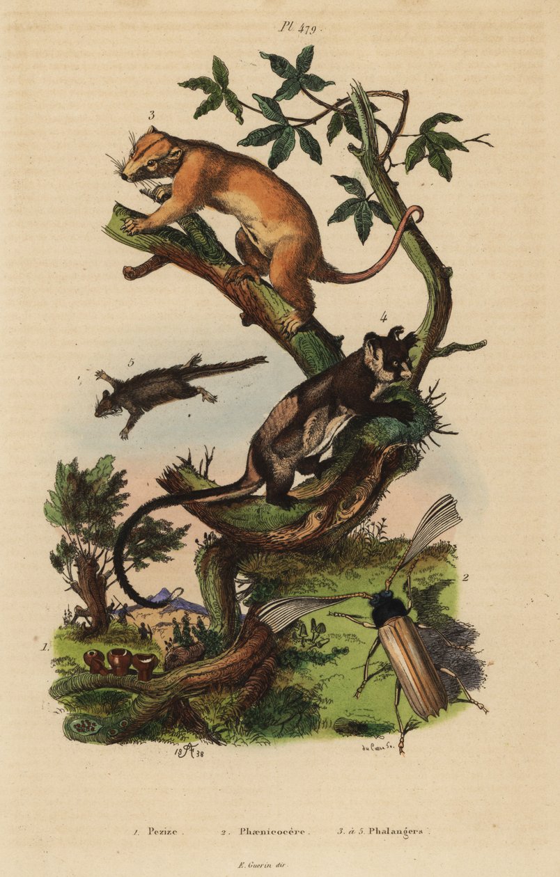 Northern Common Cuscus, Phalanger Orientalis 3, Yellow-Bellied Glider, Petaurus Australis 4, Feathertail Glider, Acrobates Pygmaeus 5, Peziza Fungi 1 and Psygmatocerus Wagleri Beetle 2 by Unbekannt