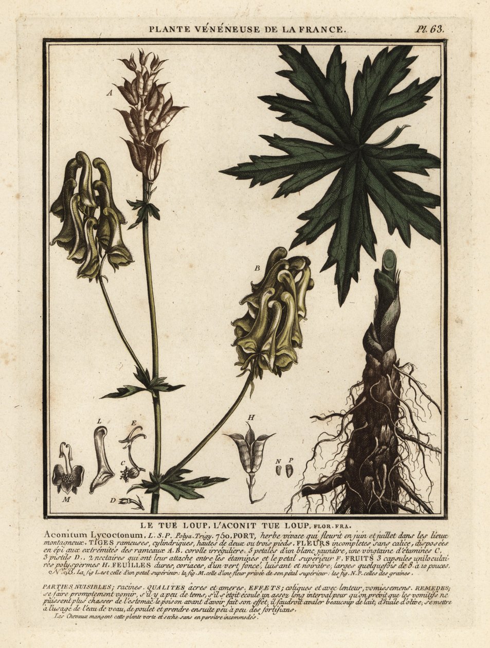 Northern wolf’s-bane, Aconitum lycoctonum by Unbekannter Künstler