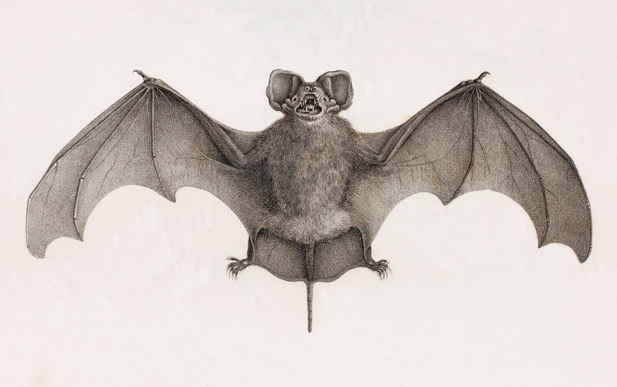 Nyctinome from Egypt, Bats in Egypt by Unbekannt