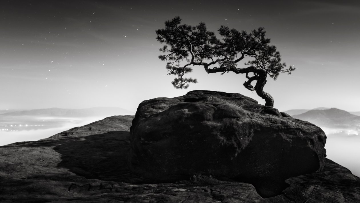 Old Pine, Lilienstein, Switzerland, 2015 by Leopold Blonder