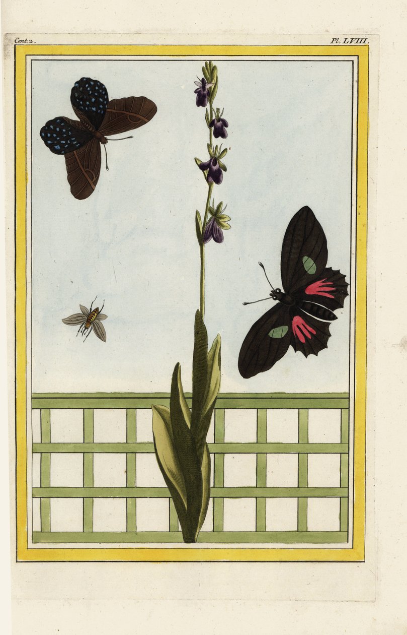 Ophrise has insect-shaped flowers. Fly orchid, Ophrys insectifera. Doris longwing, Heliconius doris. Handcoloured etching from Pierre Joseph Buchoz 